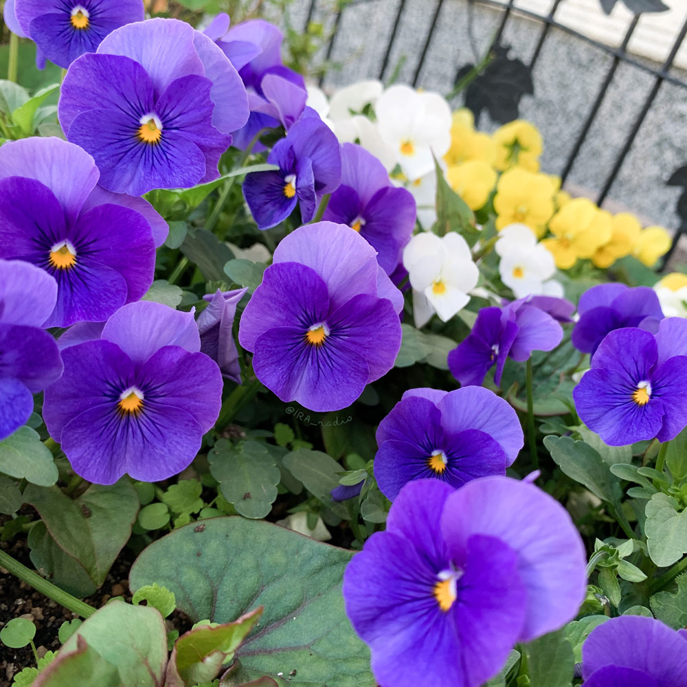青紫のパンジーの後ろに白と黄色のパンジーが植わっている花壇。
